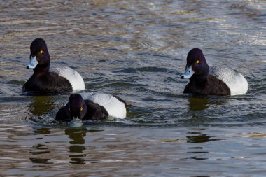 This photograph captures some beautiful Lesser Scaups (Male) paddling about on a winter morning.  They are colloquially known as little Bluebills or Broadbills because of their distinctive blue bills.