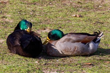 This photograph captures two beautiful Mallard + Hybrid (Males) napping on a winter morning. Mallards are dabbling ducks found around the world.  Males have an iridescent green head and purple patches on their wings.