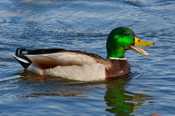 This photograph captures a beautiful Mallard (Male) quacking away on a winter morning. Mallards are dabbling ducks found around the world.  Males have an iridescent green head and purple patches on their wings.