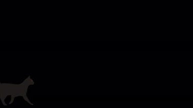 Kara Cuma bir kara kediyle örtüşüyor