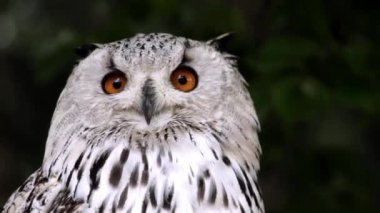 Çok güzel doğa ve deniz videosu