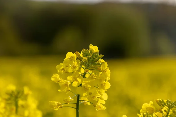 Flores Amarillas Bosque Raps Primavera —  Fotos de Stock