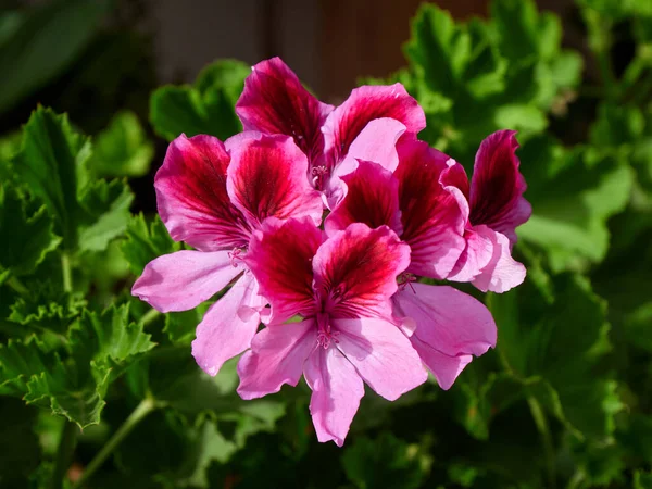 stock image Flower of Pelargonium grandiflorum (Geranium Pansy)