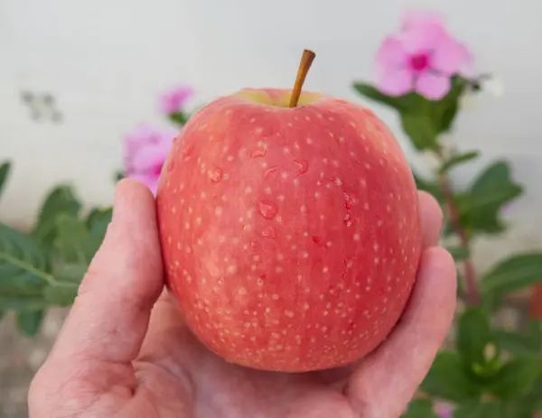 C ve D vitaminli lezzetli pembe bayan elma.