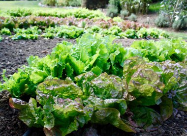Laitue en gros plan dans un potager a la campagne