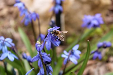 Beautiful spring flowers with bee