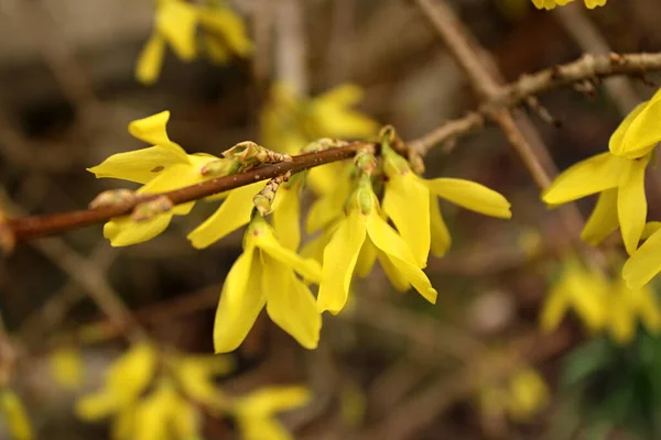 Yellow forsythia in the garden. Detail flowers of the forsythia. 
