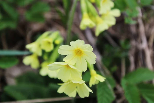 Bahar çiçeği sarısı çiçekler. Primula vulgaris.. 