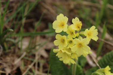 Baharın başında çimlerin üzerinde sarı çuha çiçeği. Primula vulgaris.. 