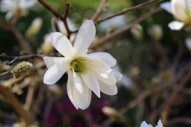 Bahçedeki güzel beyaz manolya çiçeği. 