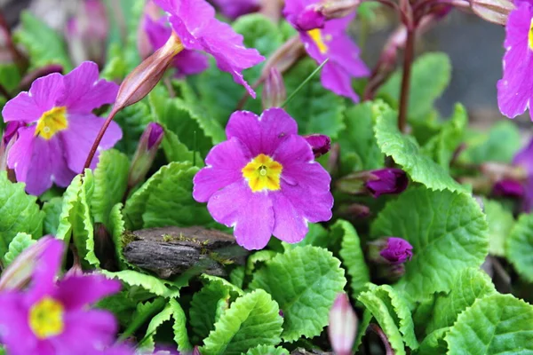 Purple Primrose Garden — Stock Photo, Image