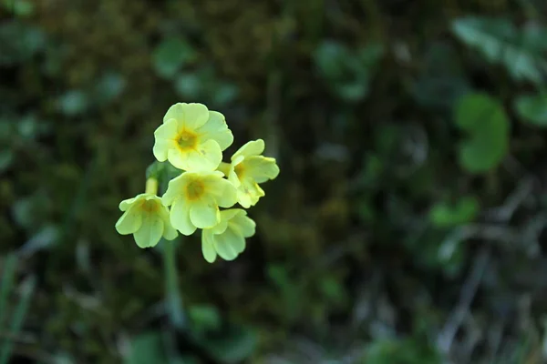 Primavera Prímula Flores Amarelas Primula Vulgaris Planta Medicinal — Fotografia de Stock