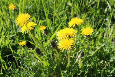 Çayırda çiçek açan karahindiba.