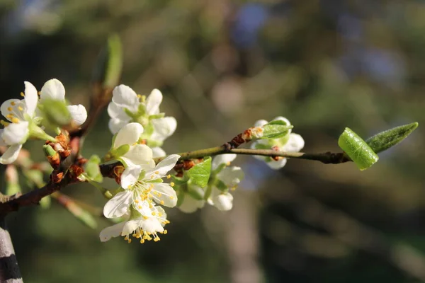 Belle Branche Fleurie Prune — Photo