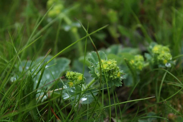 Çayırdaki yağmurdan sonra Alchemilla vulgaris..