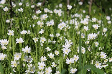 Çayırdaki narin beyaz çiçekler.