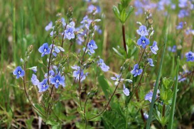 Narin çayır çiçekleri baharda çimlerde.