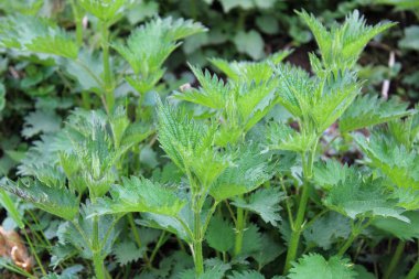 Baharda genç ısırgan otu. İlaç fabrikası..