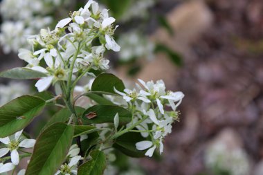 Amelanchier çalısı çiçek açtı.. 