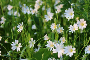 çayırda beyaz çiçek çiçeklenme.