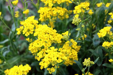 Sarı alysum çiçeği Çiçeğin ayrıntıları.