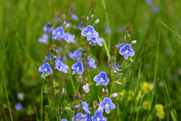 草原の青い小さな花 — ストック写真