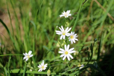 çayırda beyaz çiçek çiçeklenme.