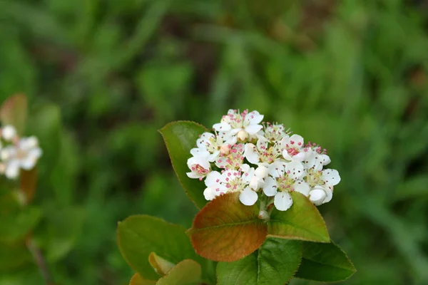 Весной Цветок Чечевицы — стоковое фото