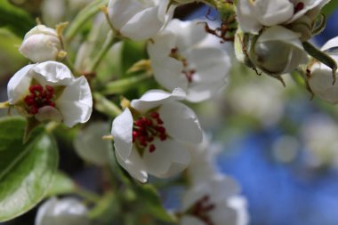 Armut ağacında bir çiçek. 