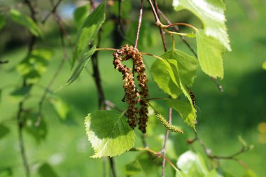 İlkbaharda huş ağacı asılıydı. Huş ağacı çiçeği..