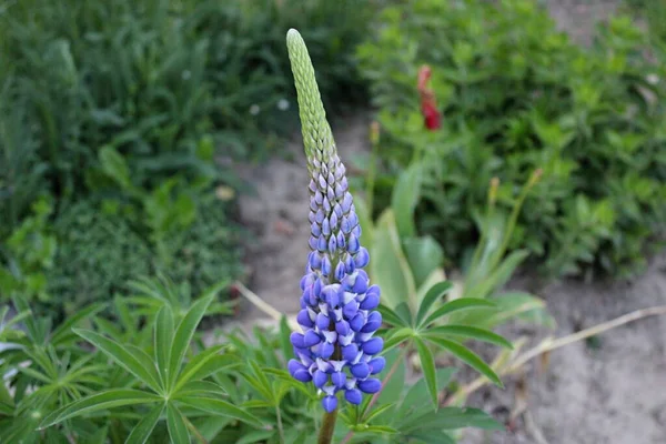 Bahçede Çiçek Açan Lupinus Çiçeği — Stok fotoğraf