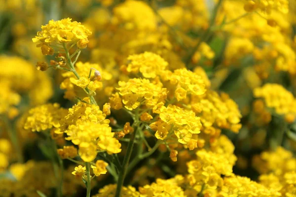 Lindas Flores Amarelas Primavera Jardim Detalhe Flor — Fotografia de Stock