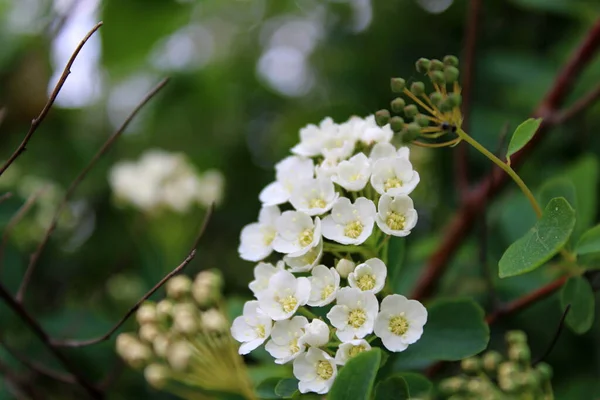 Белые Цветы Крыше — стоковое фото