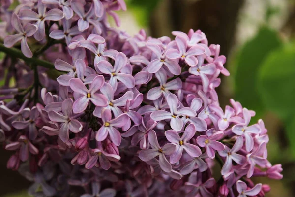 Цветущий Фиолетовый Сирень Саду — стоковое фото