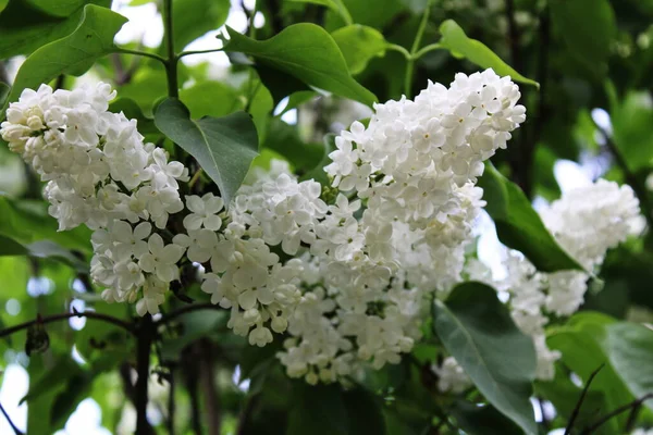 Lilás Branco Florescendo Jardim — Fotografia de Stock