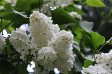 Beyaz Leylak bahçede çiçek açan.