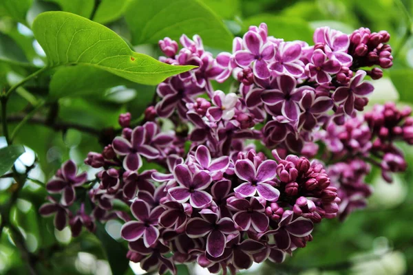 Цветущий Фиолетовый Сирень Саду — стоковое фото