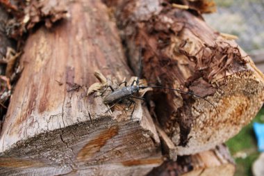 Büyük bıyıklı siyah böcek. Latince adı Cerambyx cerdo..