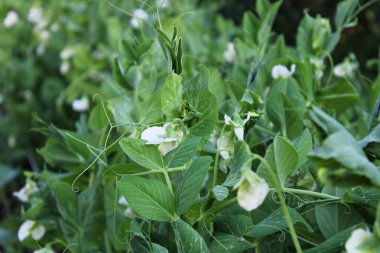 Bahçede çiçek açan bezelye. Bezelye çiçeği.