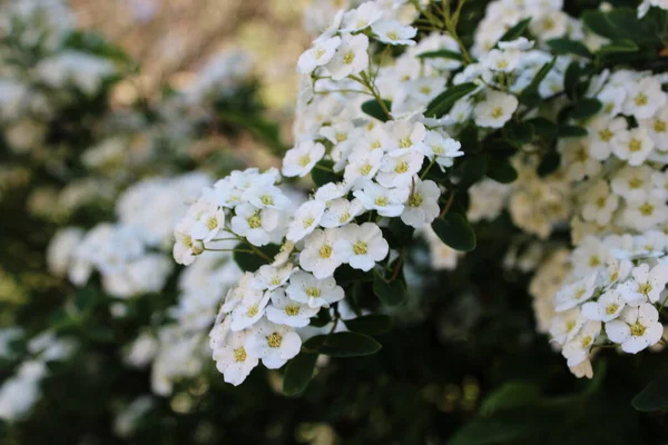 Спирея Цветущие Белые Цветы — стоковое фото