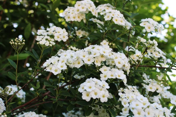 Spiraea Bush Blooming White Flowers — Stock Photo, Image
