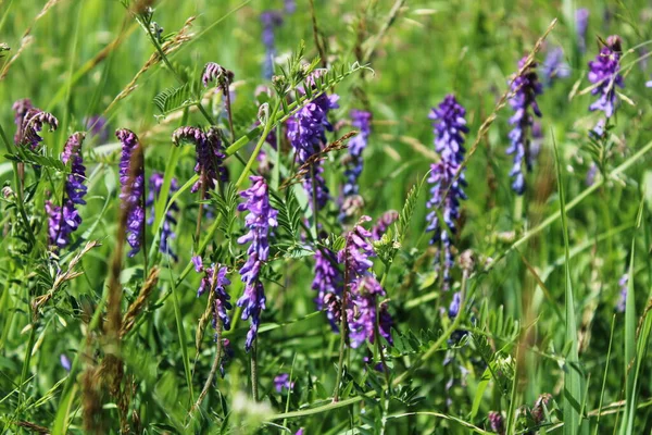 牧草地に紫色の花を咲かせます — ストック写真