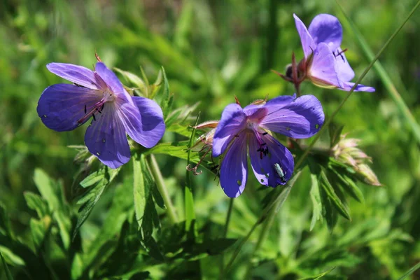 草原の青い花 — ストック写真