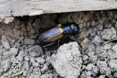 Bahçedeki kadın cırcır böceği..