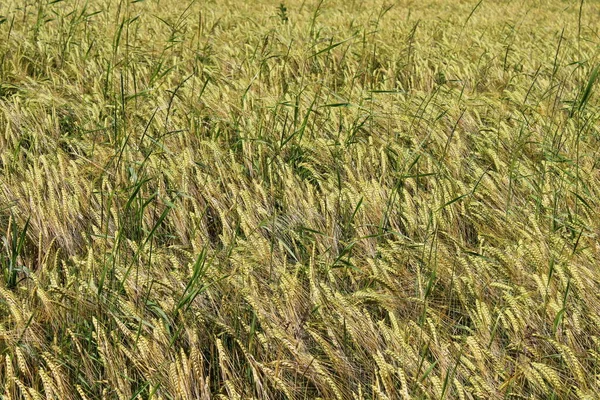 Tahıl tarlası. Tahıl kulakları.