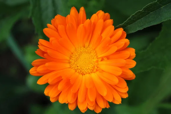 Calendula Officinalis Marigold Narancsvirág — Stock Fotó