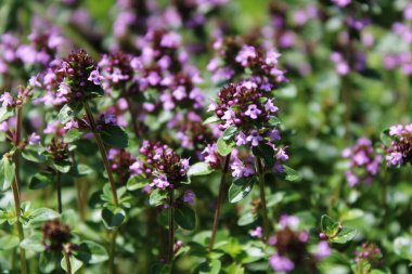 Çayırda kekik yetiştiriyorum. Thymus serpyllum. 