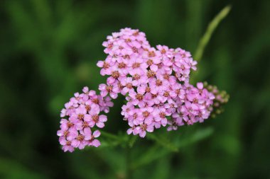 Pembe kuş kafesi. Latince adı Achillea millefolium. 