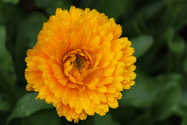 Calendula Officinalis Marigold Eső Után Sárga Virág — Stock Fotó