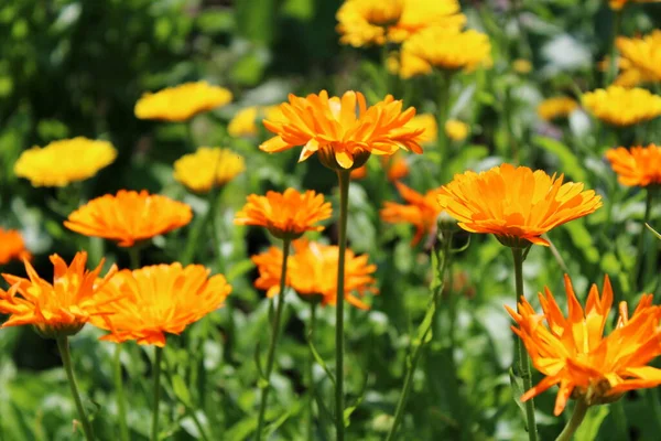 Calendula officinalis, kadife çiçeği. Turuncu çiçekler.